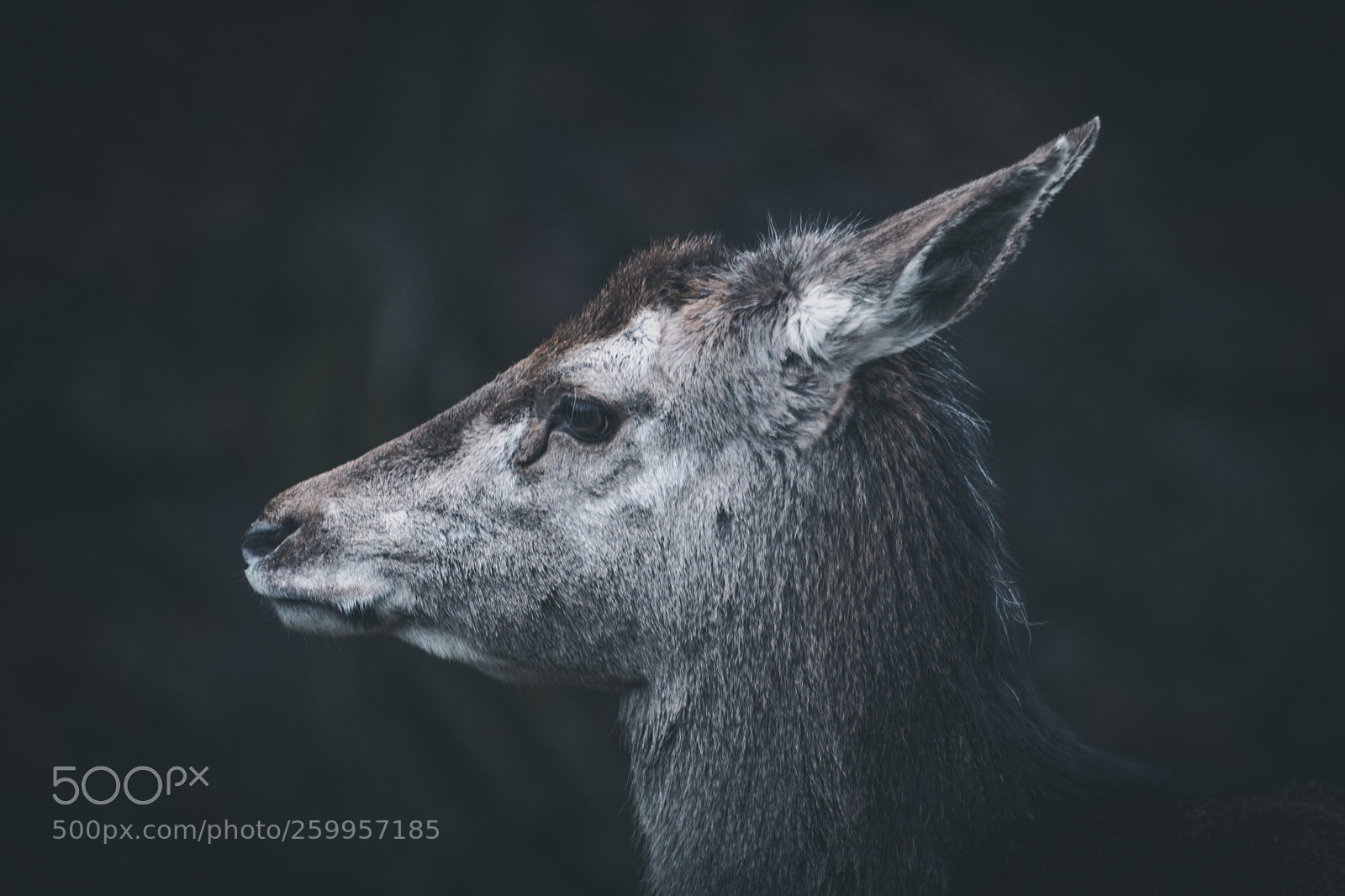 Sony ILCA-77M2 sample photo. Deer head photography