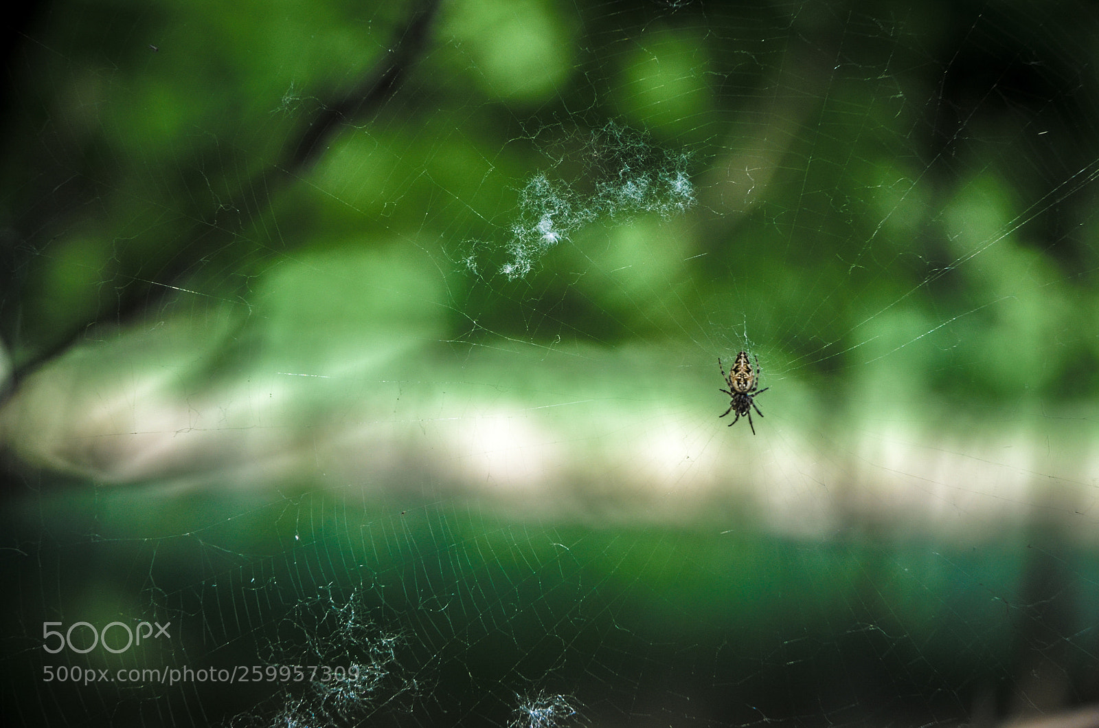 Nikon D5100 sample photo. Spider photography