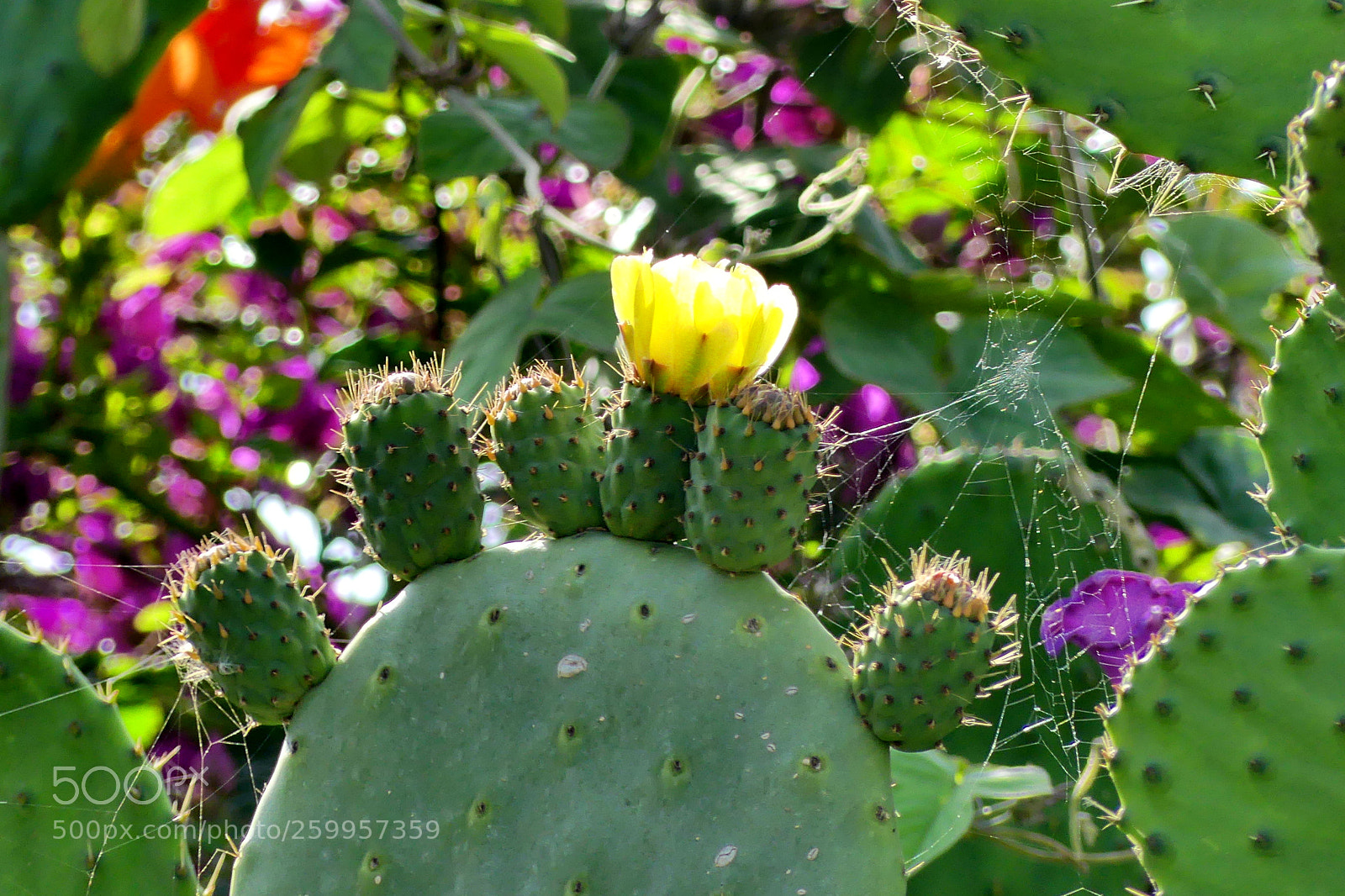 Panasonic Lumix DMC-FZ300 sample photo. Opuntia humifusa photography