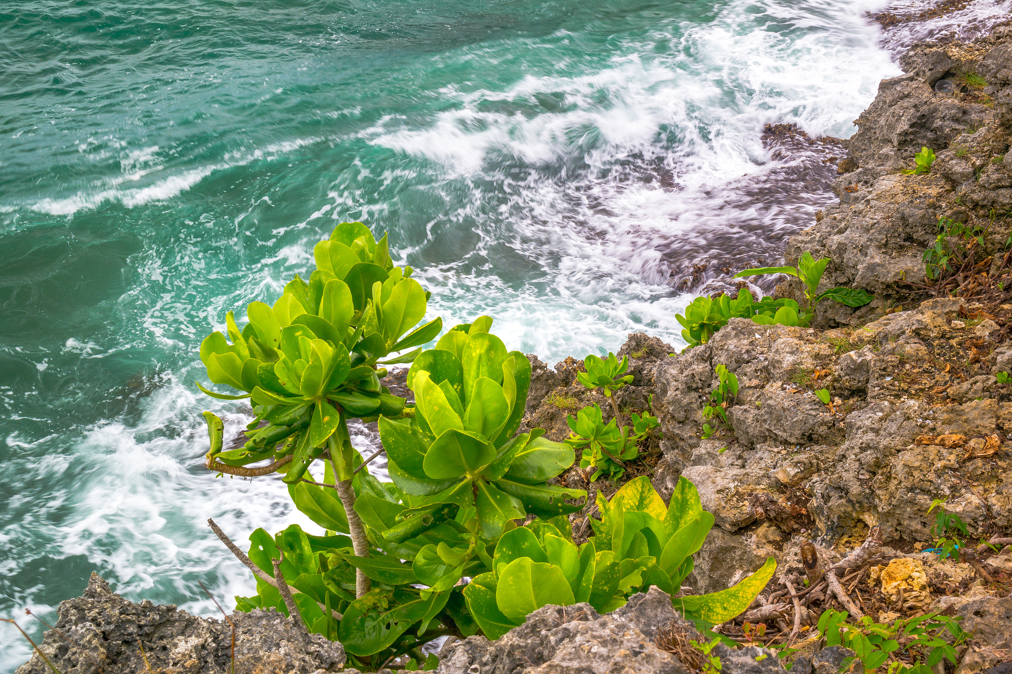 Samsung NX30 sample photo. Coral plants photography
