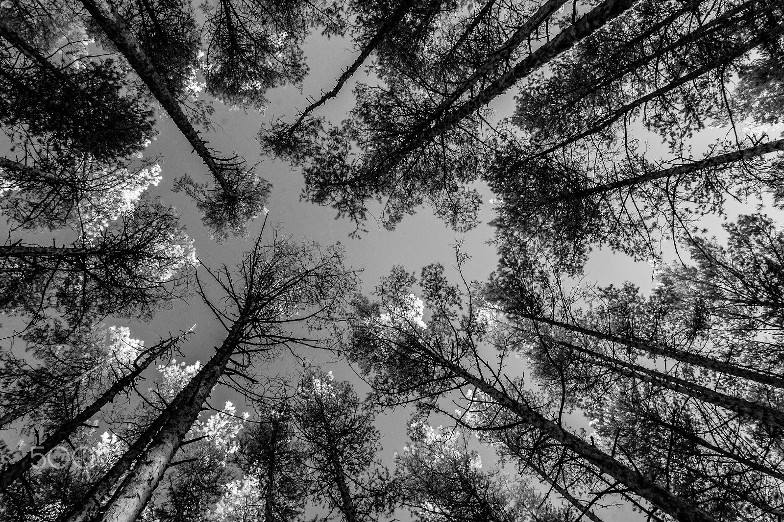 Sony Alpha NEX-3 sample photo. Infrared spring photography