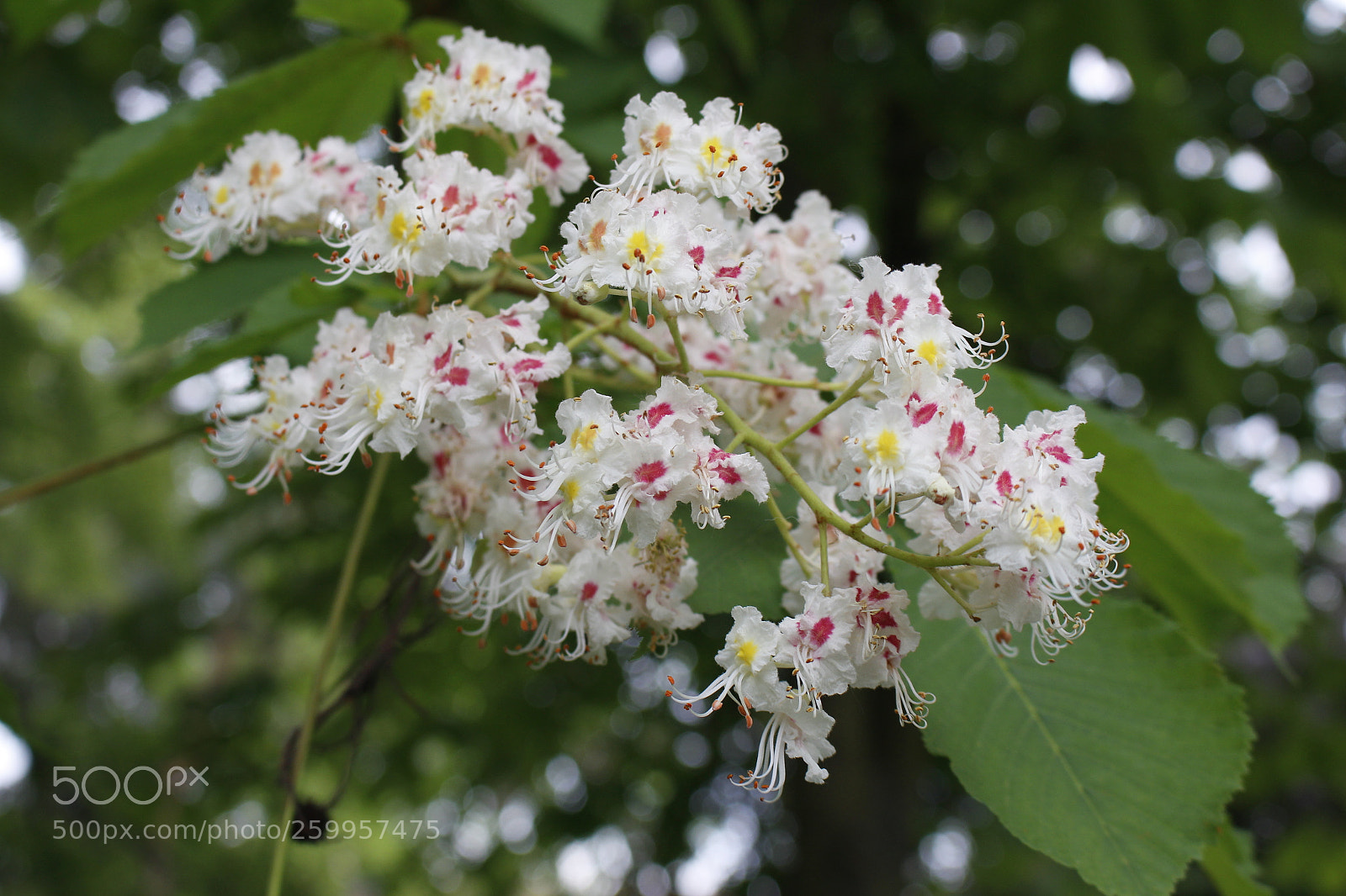 Canon EOS 700D (EOS Rebel T5i / EOS Kiss X7i) sample photo. Chestnut photography