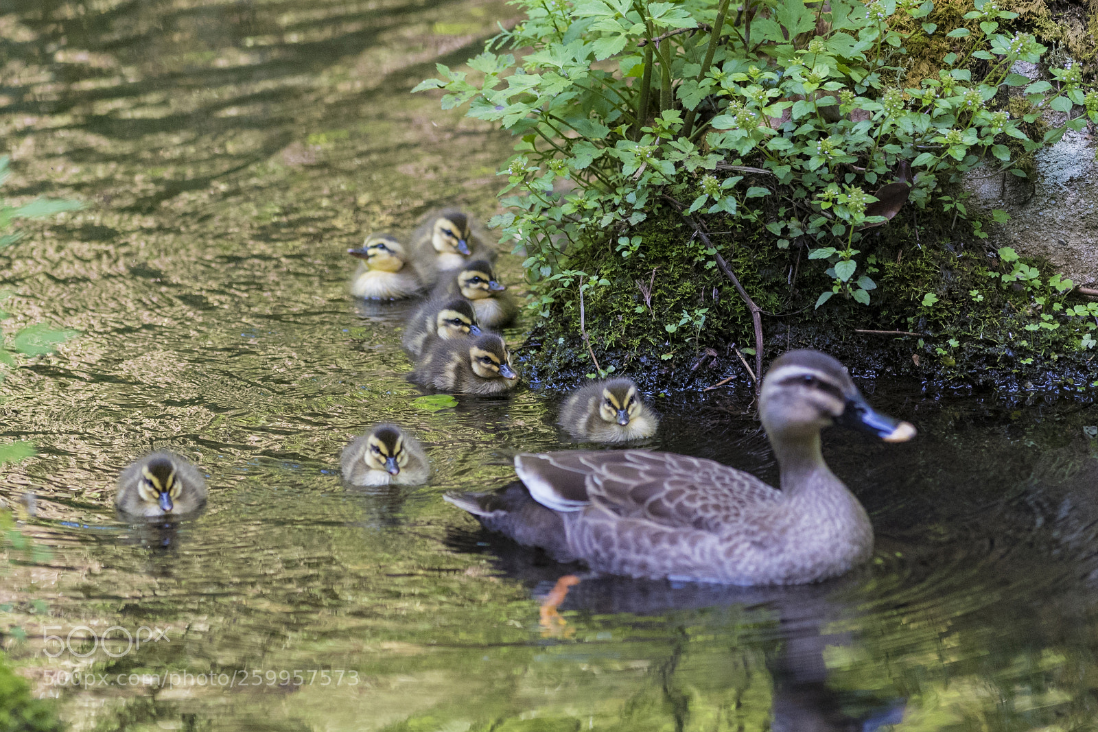 Nikon D5 sample photo. Spot-billed duck family photography