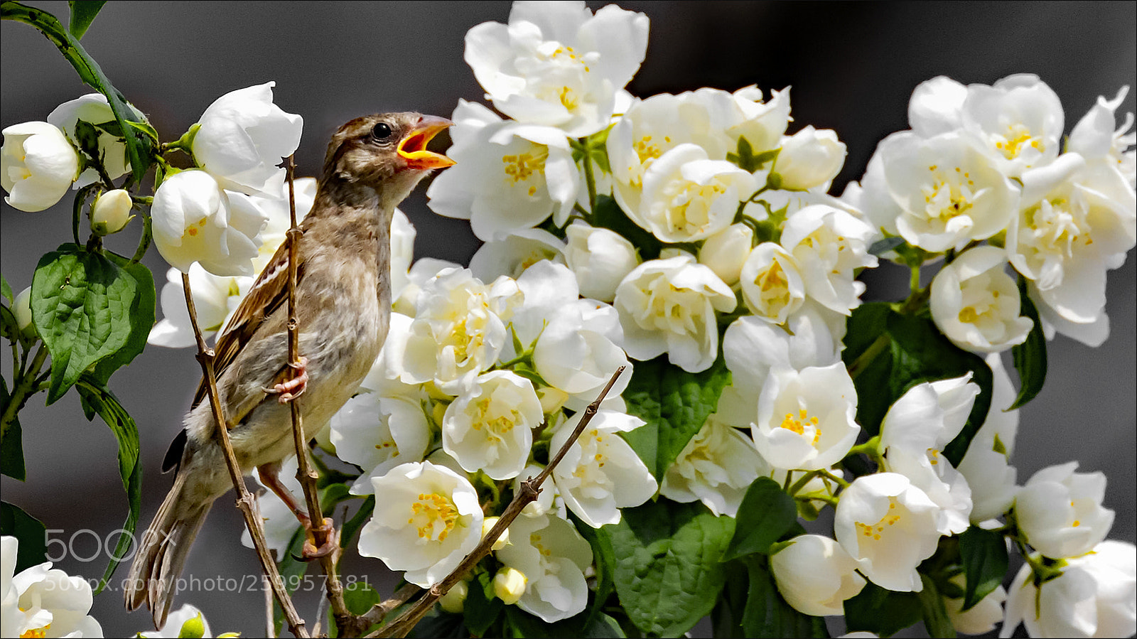Nikon D500 sample photo. Young bird photography