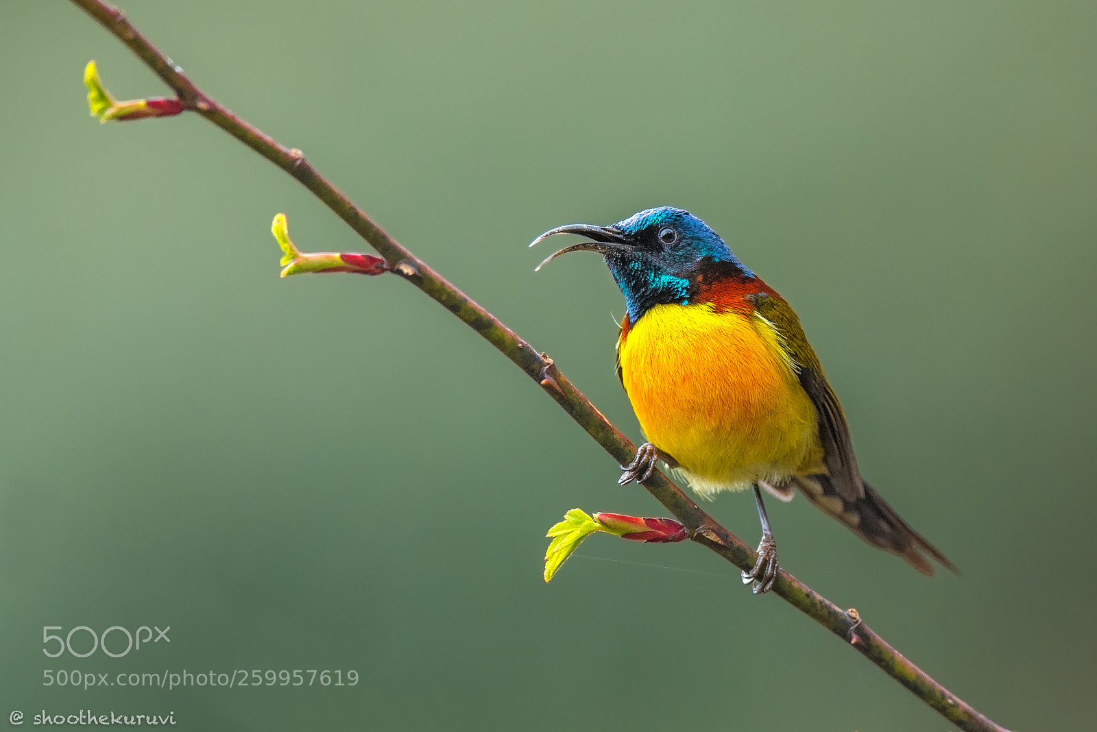 Nikon D750 sample photo. Green-tailed sunbird photography