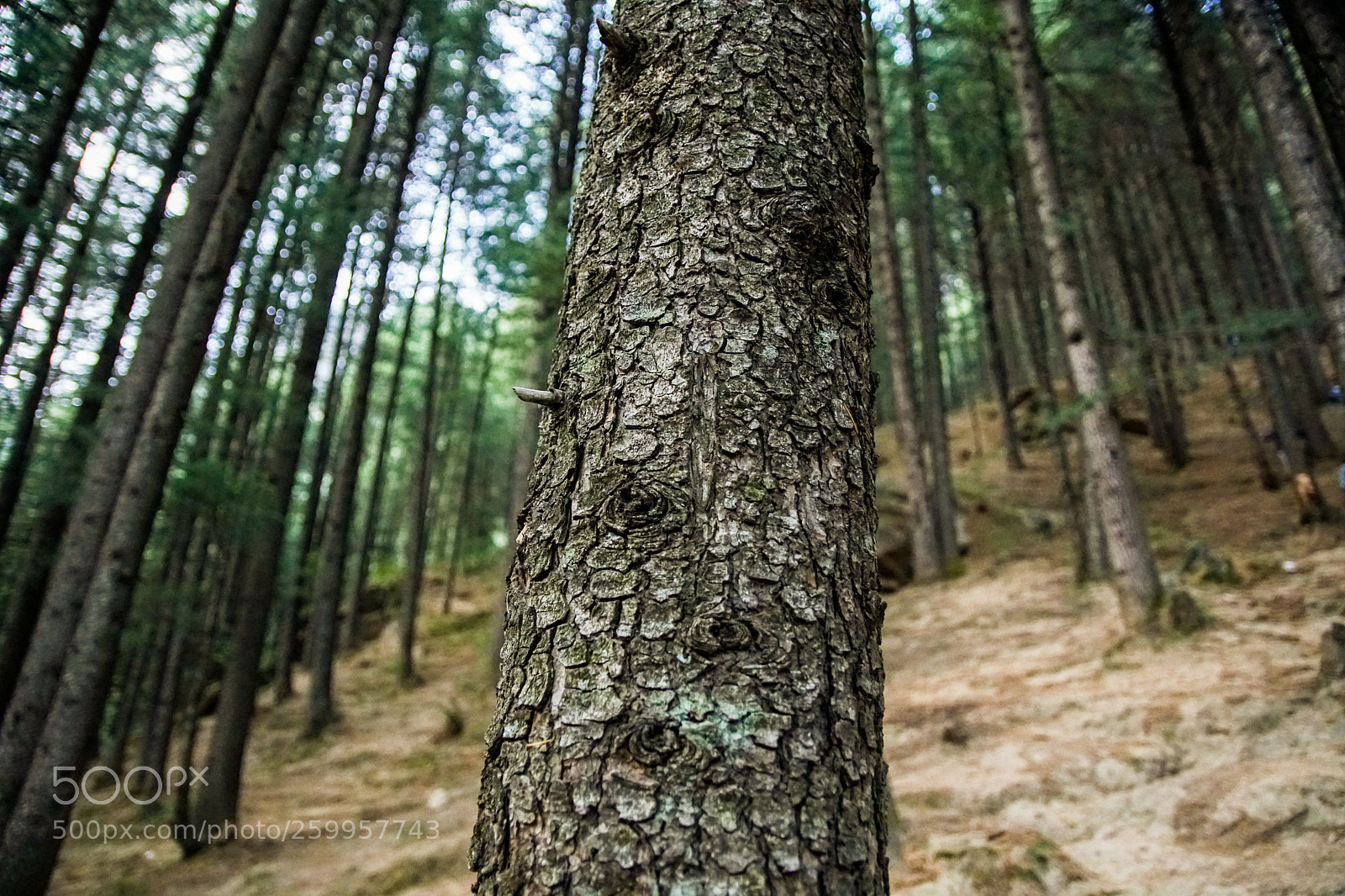 Sony a6300 sample photo. The jogini forest photography