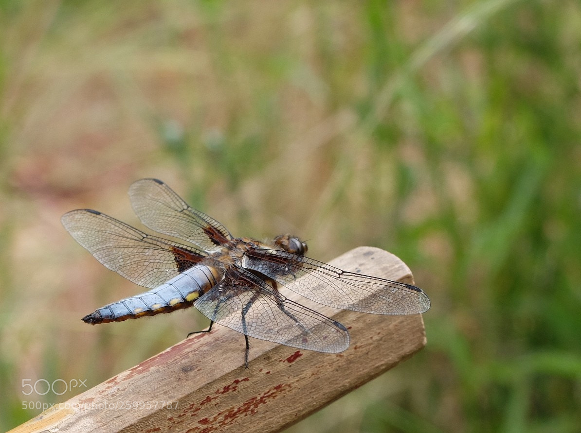 Fujifilm X30 sample photo. Blue damsel photography
