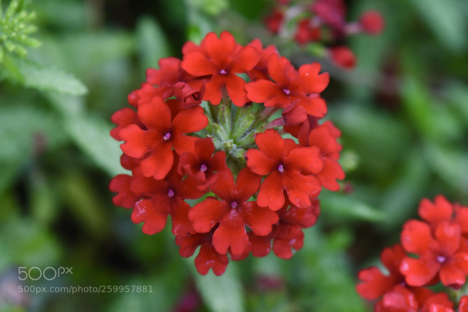 Nikon D810 sample photo. Red photography
