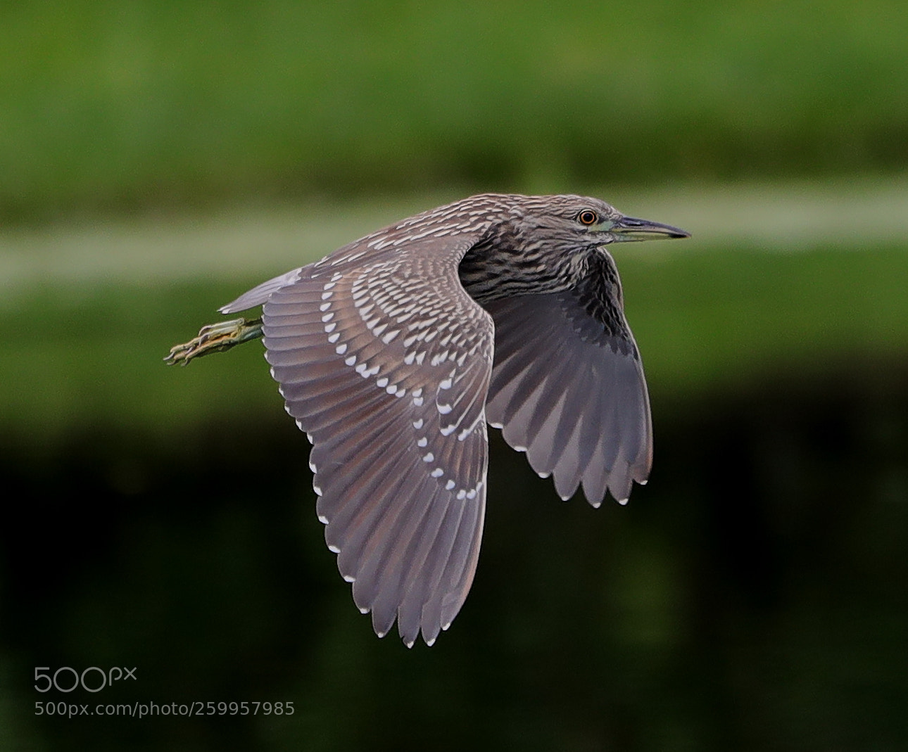 Canon EOS-1D X Mark II sample photo. 05-29-18-0020369.jpg photography
