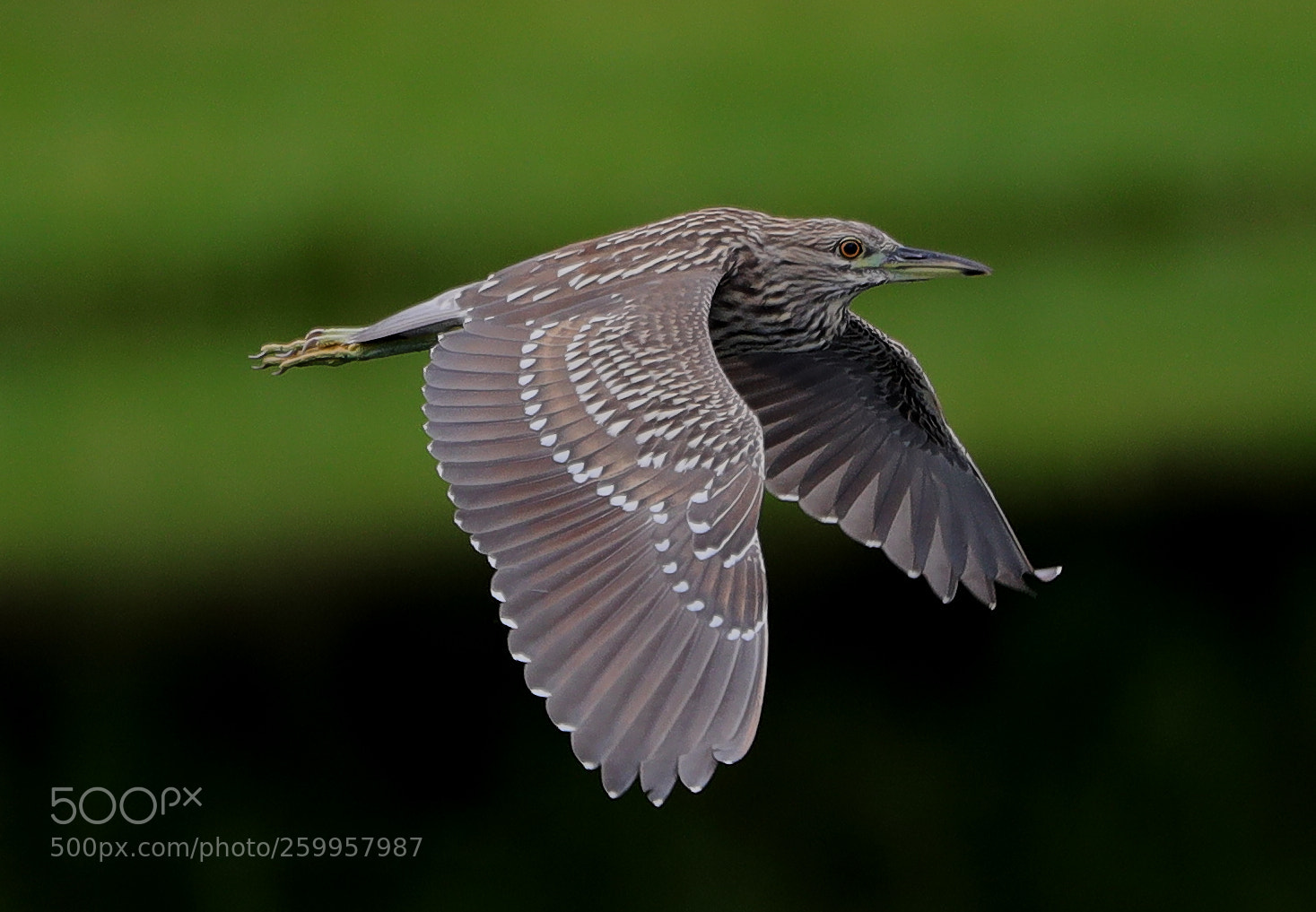 Canon EOS-1D X Mark II sample photo. 05-29-18-0020368.jpg photography
