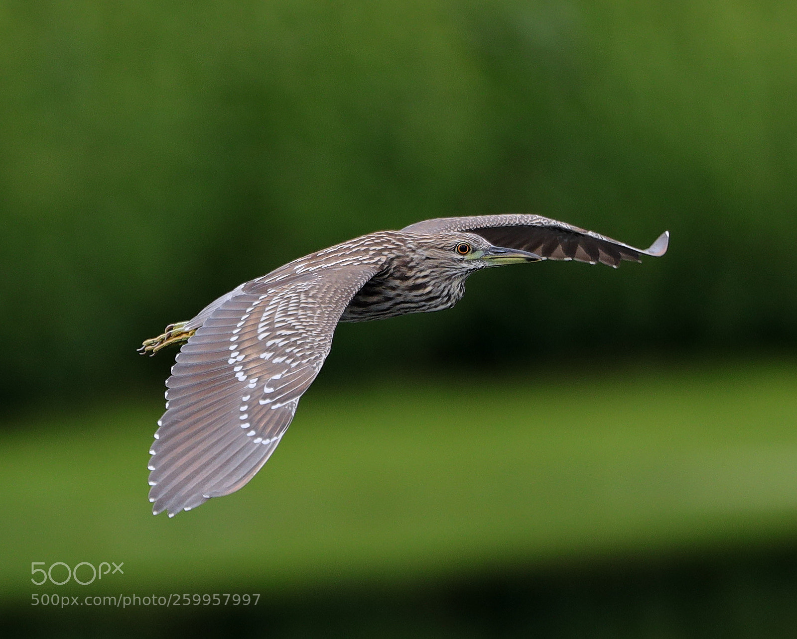 Canon EOS-1D X Mark II sample photo. 05-29-18-0020366.jpg photography