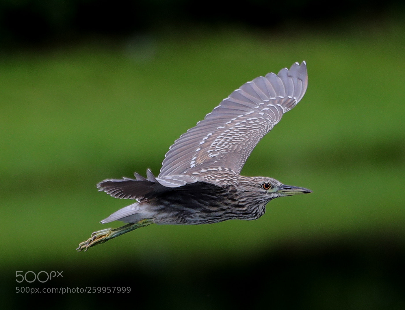 Canon EOS-1D X Mark II sample photo. 05-29-18-0020367.jpg photography