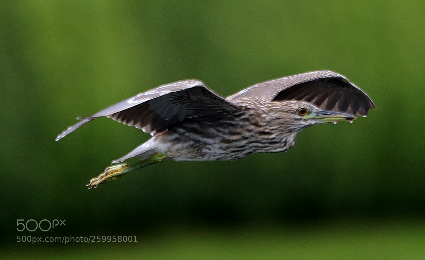 Canon EOS-1D X Mark II sample photo. 05-29-18-0020365.jpg photography