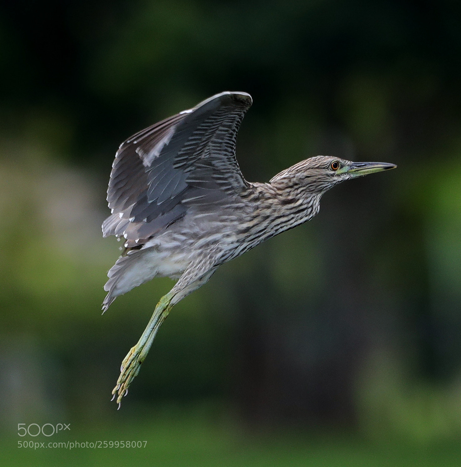 Canon EOS-1D X Mark II sample photo. 05-29-18-0020364.jpg photography