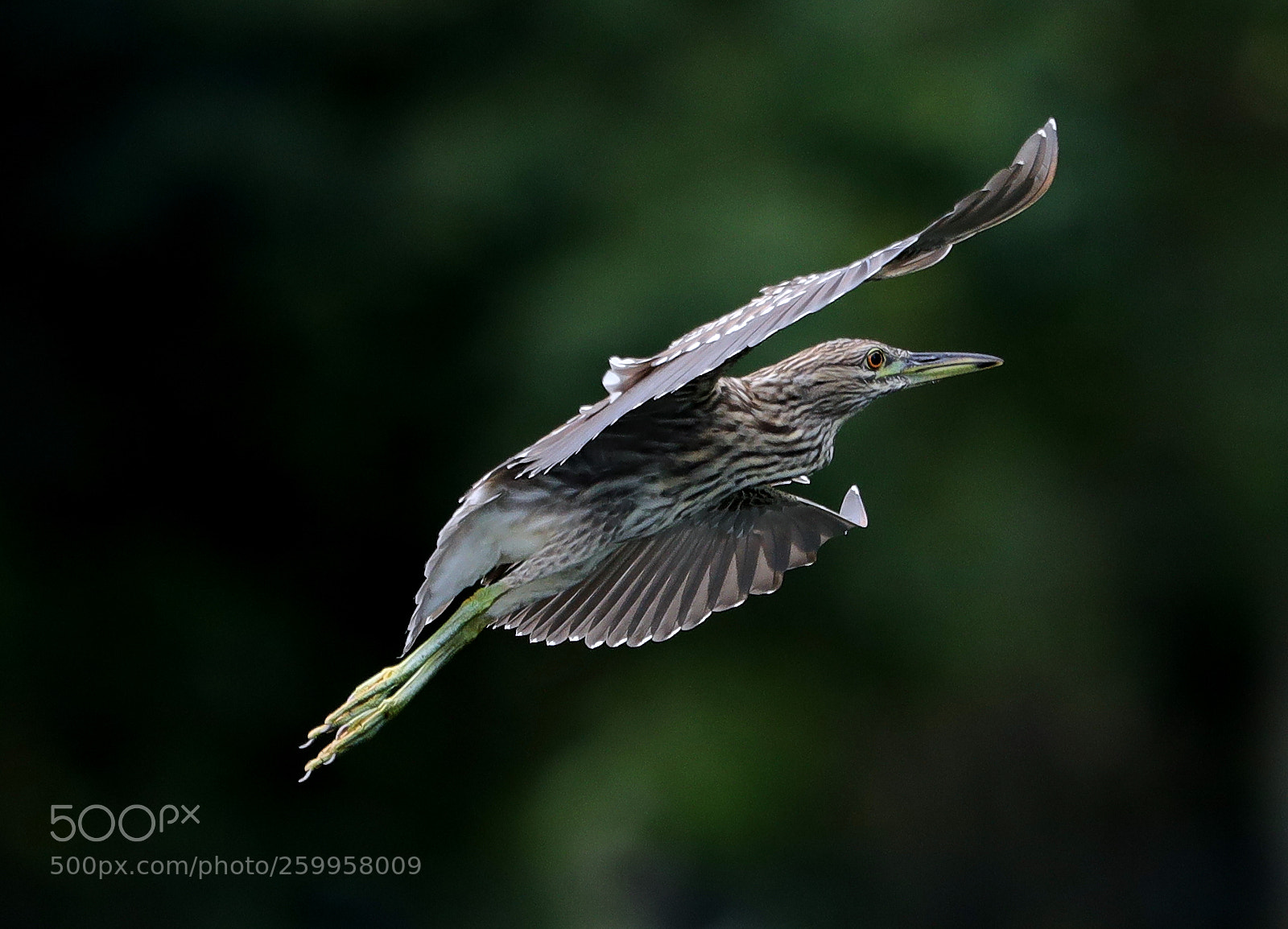 Canon EOS-1D X Mark II sample photo. 05-29-18-0020363.jpg photography
