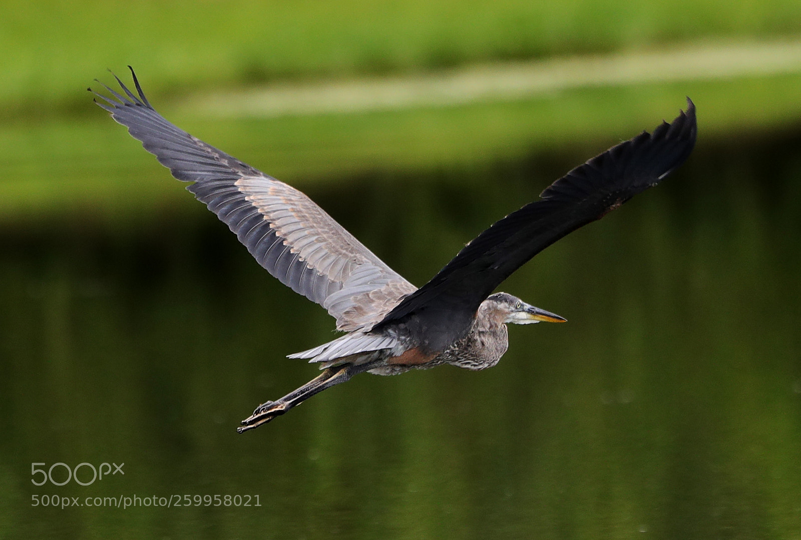 Canon EOS-1D X Mark II sample photo. 05-29-18-0020357.jpg photography