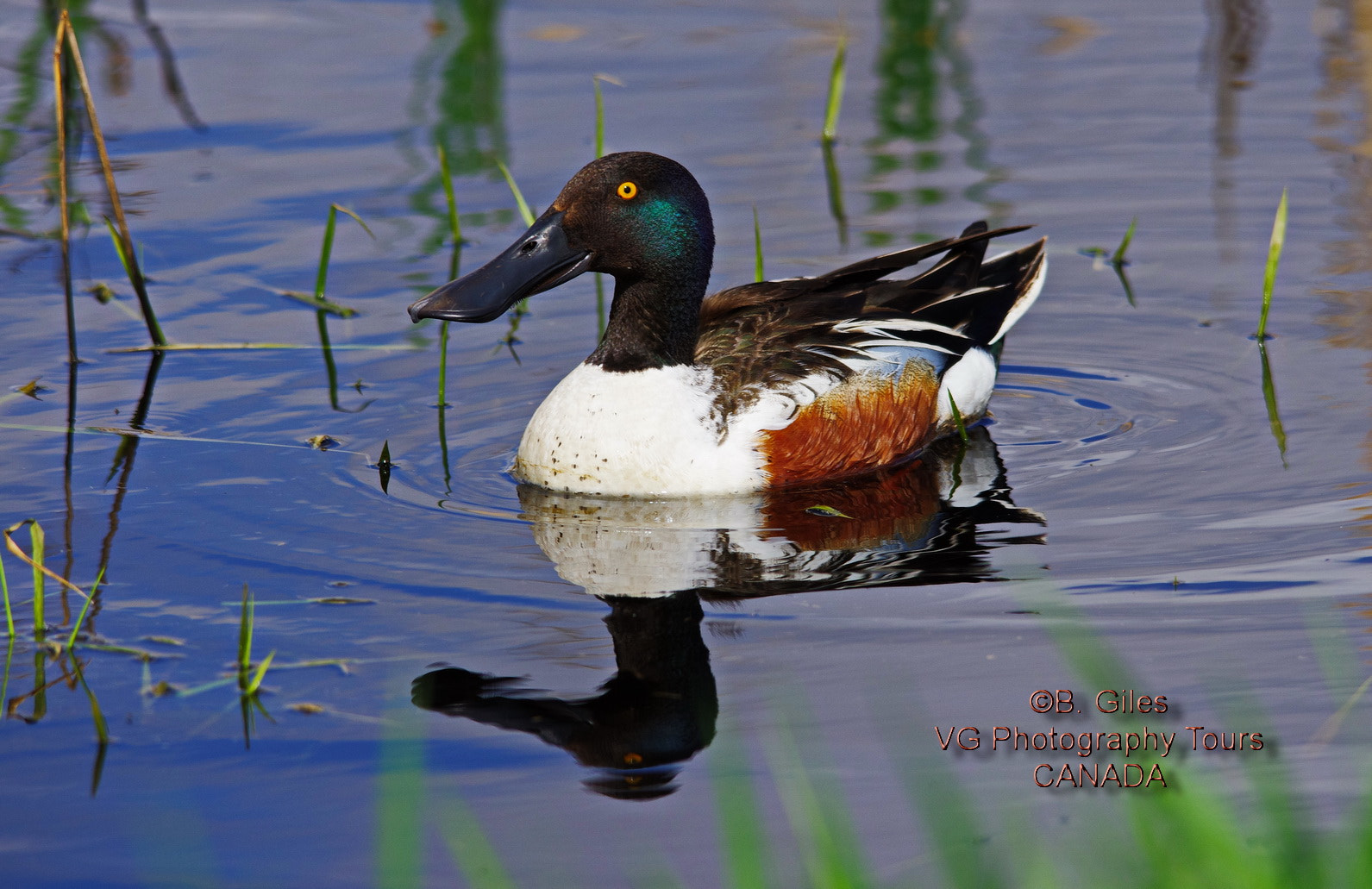 Pentax K-5 IIs + Sigma 150-500mm F5-6.3 DG OS HSM sample photo. Spring reflection photography