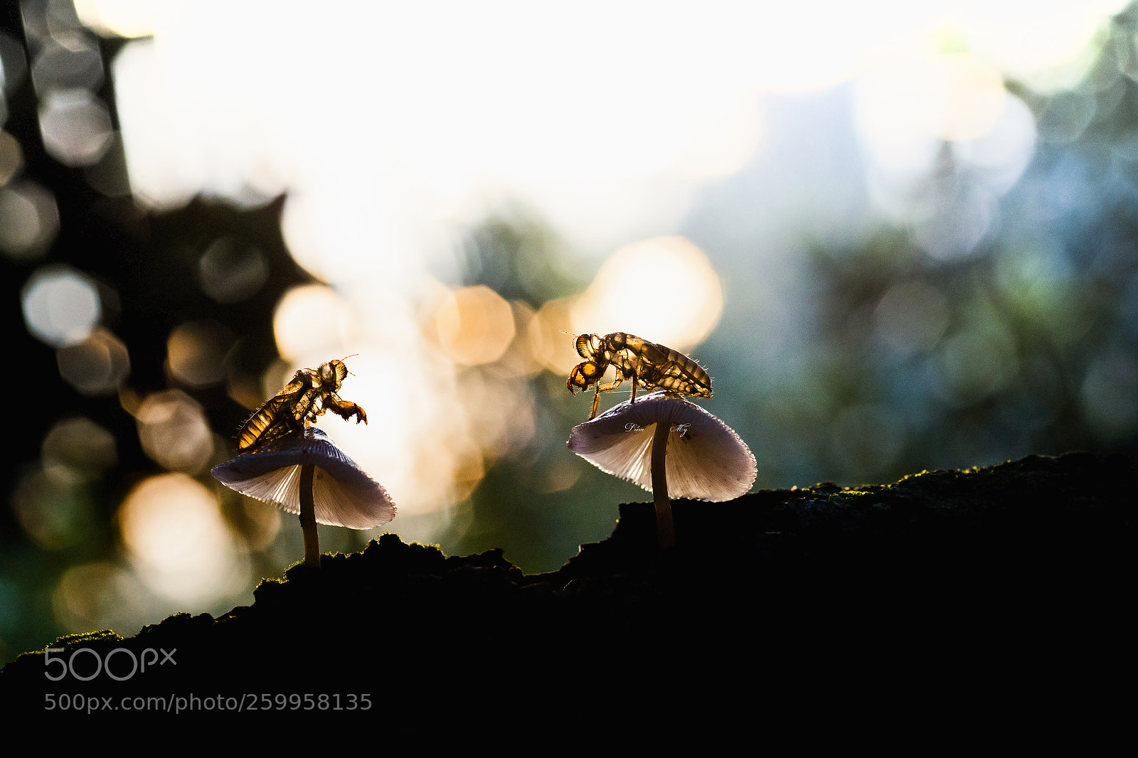 Canon EOS 6D sample photo. Untitled photography