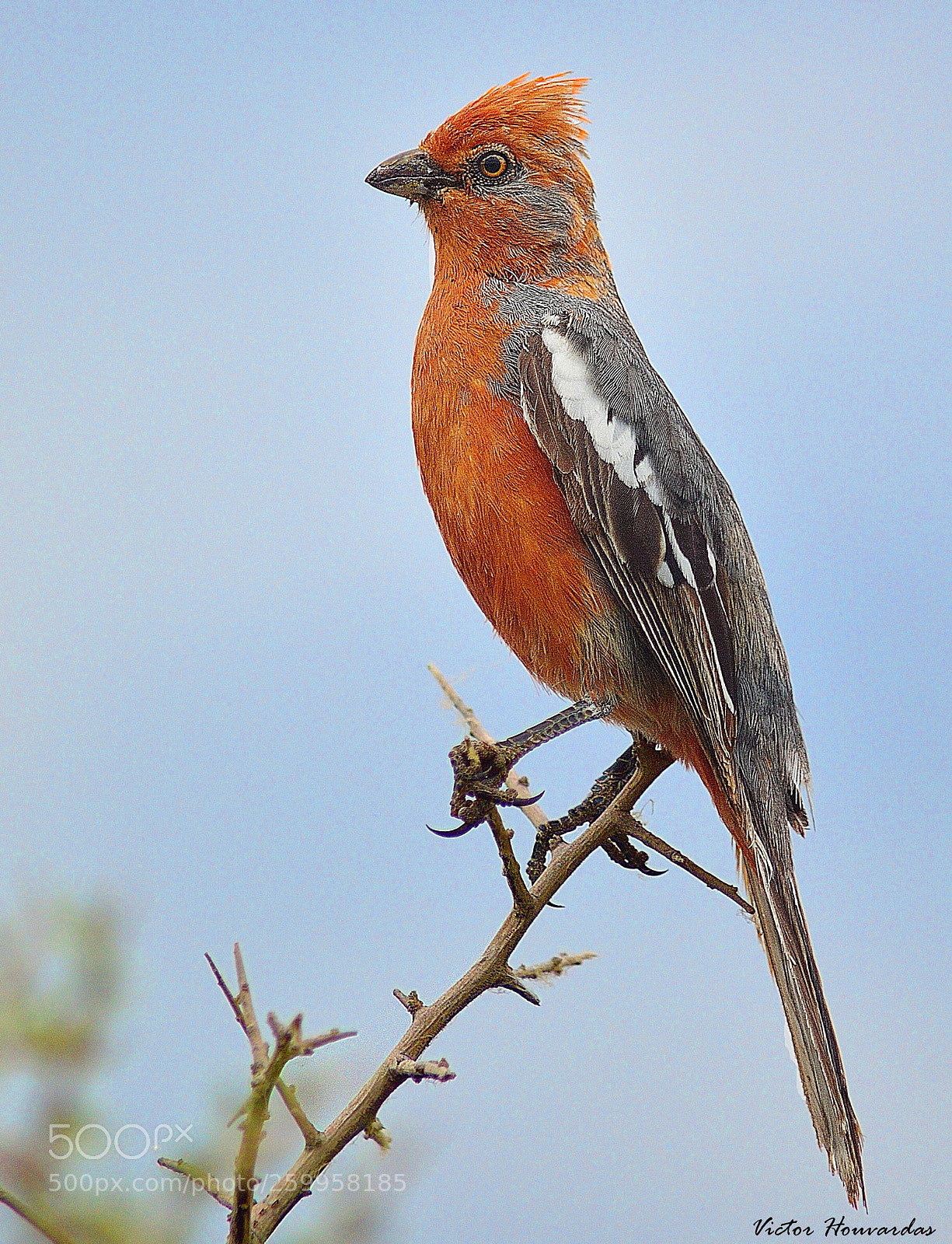 Nikon D7000 sample photo. Cortarramas – phytotoma rutila photography