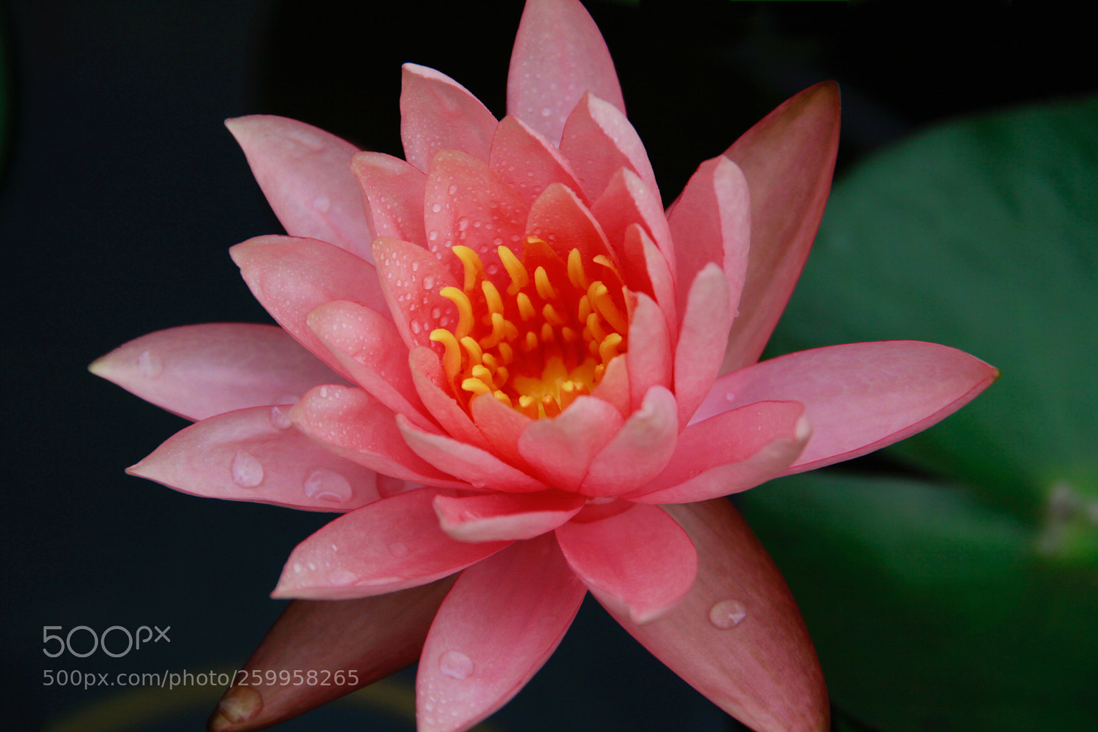 Canon EOS 50D sample photo. Release photography