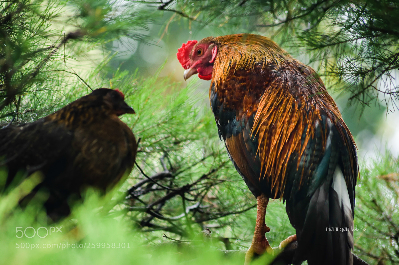 Nikon D3300 sample photo. Watching (rooster) photography