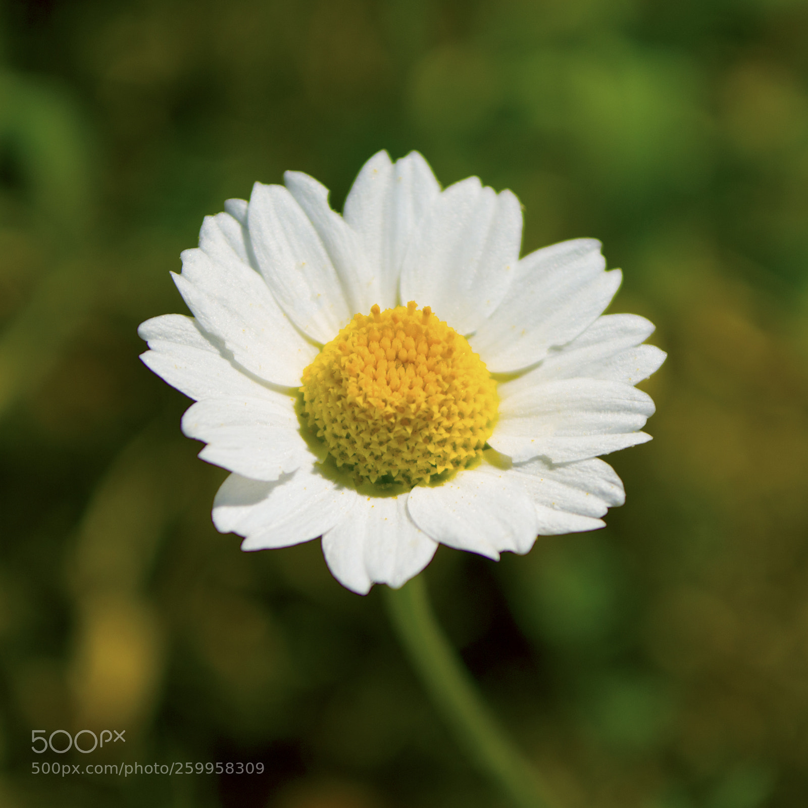 Nikon D3100 sample photo. Macro beauty photography