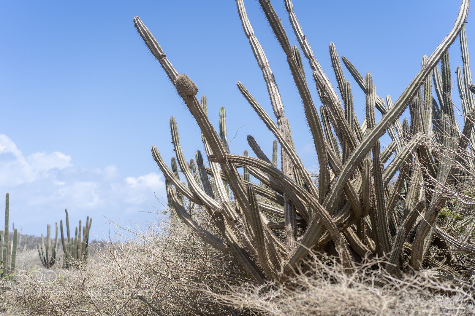 Sony a7 III sample photo. Desert  photography