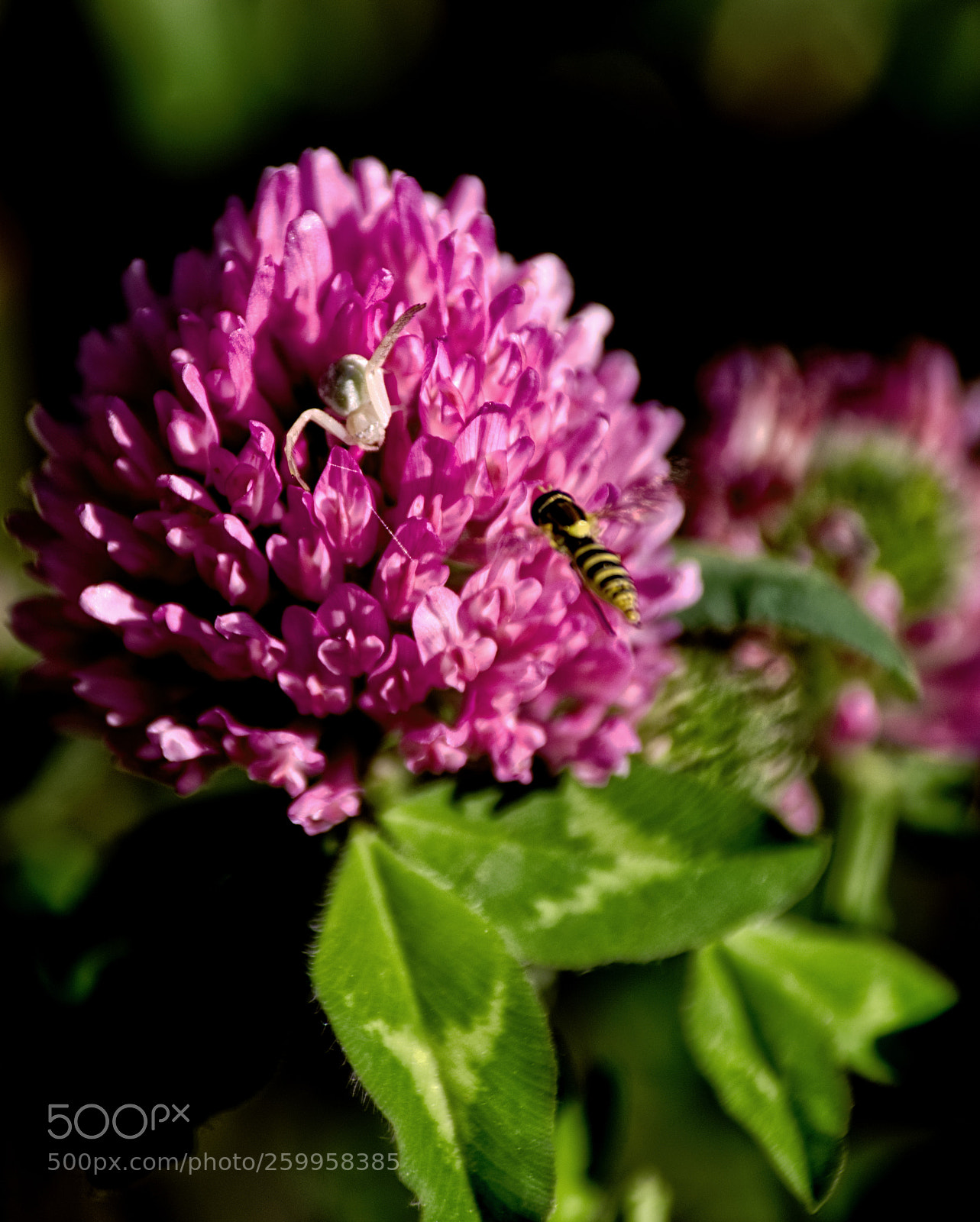 Nikon D810 sample photo. Confrontation photography