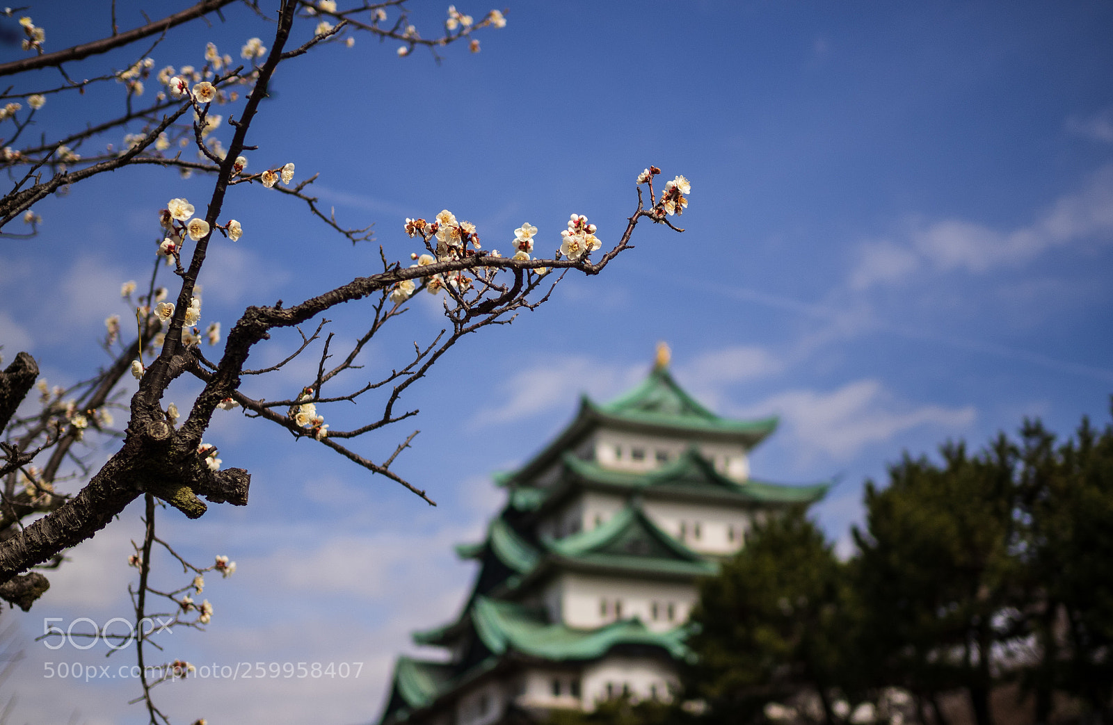 Olympus OM-D E-M1 sample photo. The nagoya castle photography