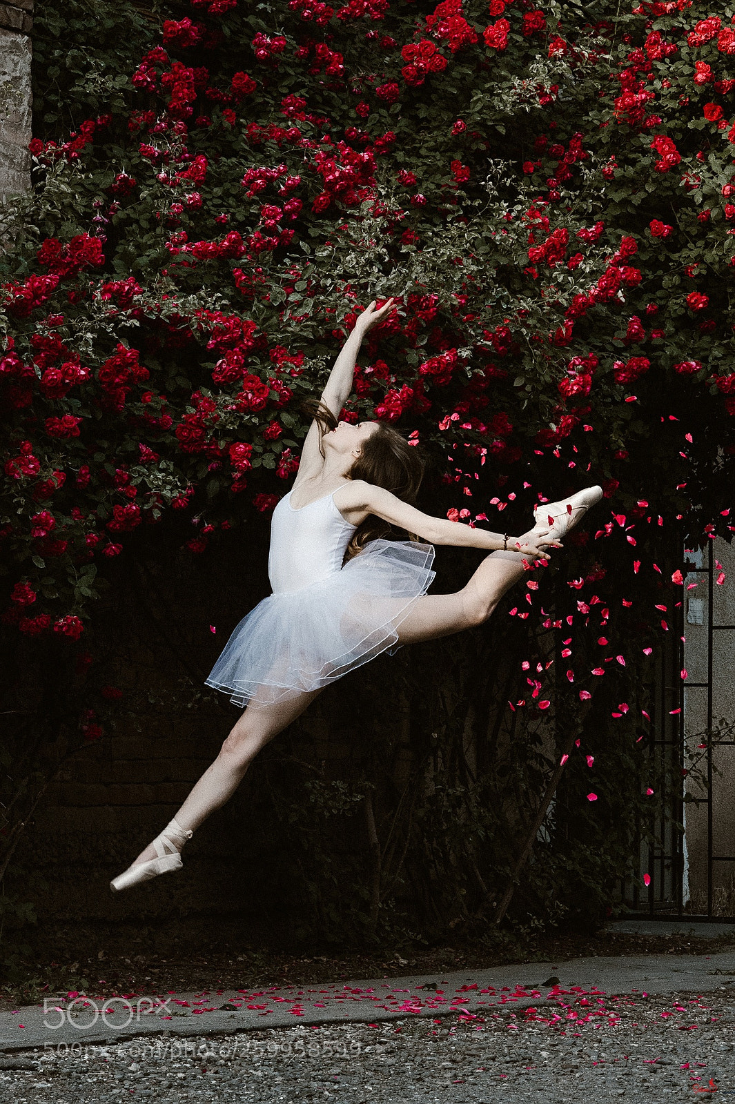 Nikon Df sample photo. A tornado of roses photography
