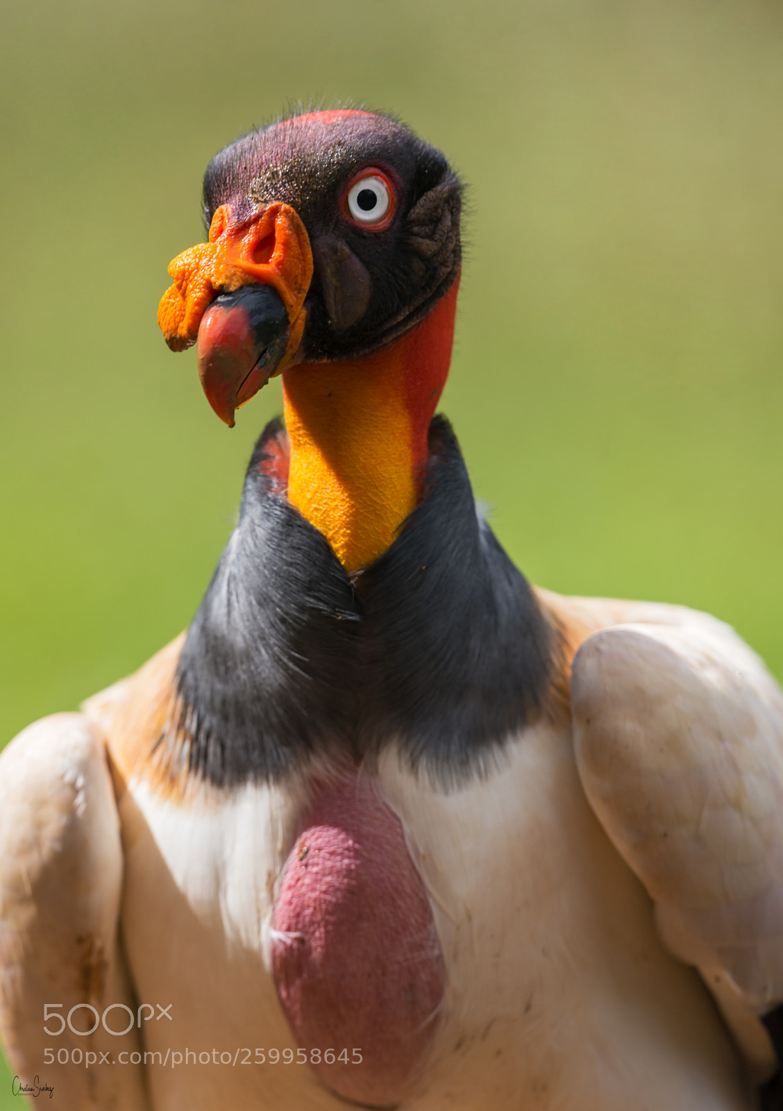 Nikon D4 sample photo. King vulture photography
