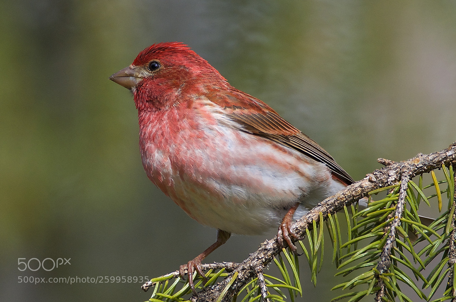 Nikon D7000 sample photo. Purple finch photography