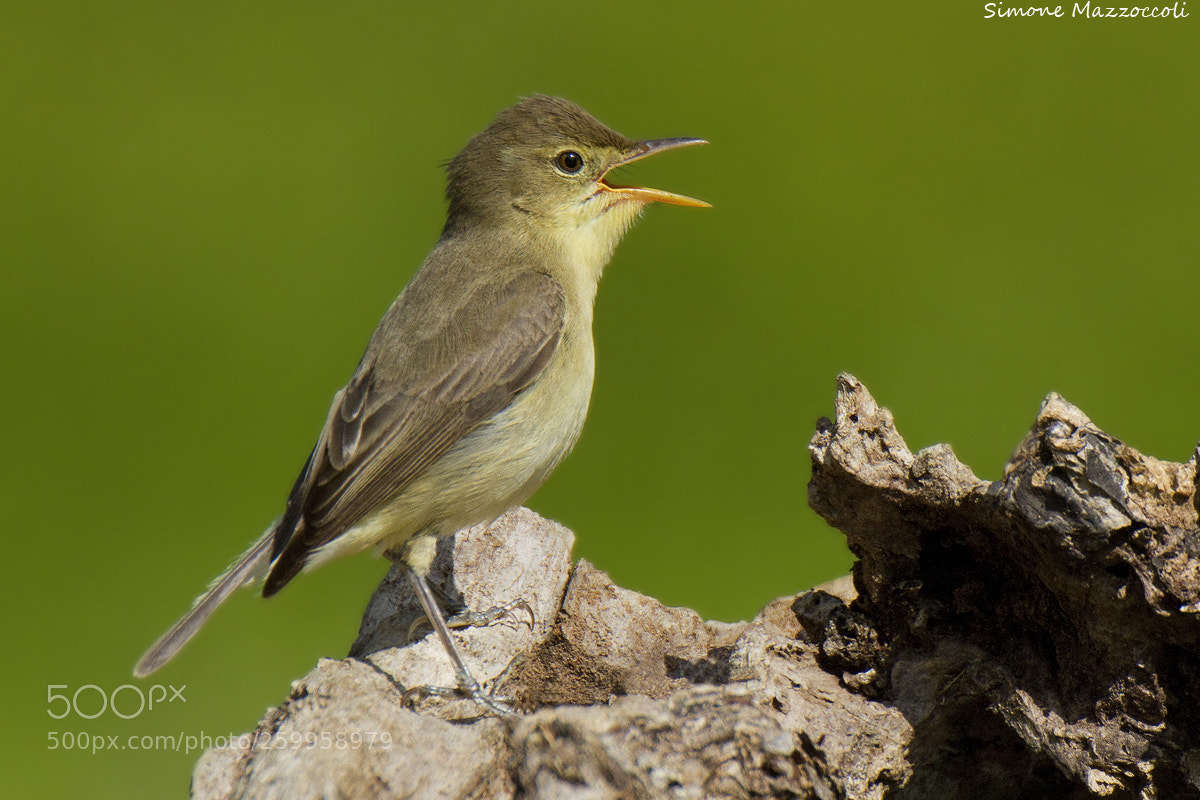 Canon EOS 7D sample photo. Warbler photography