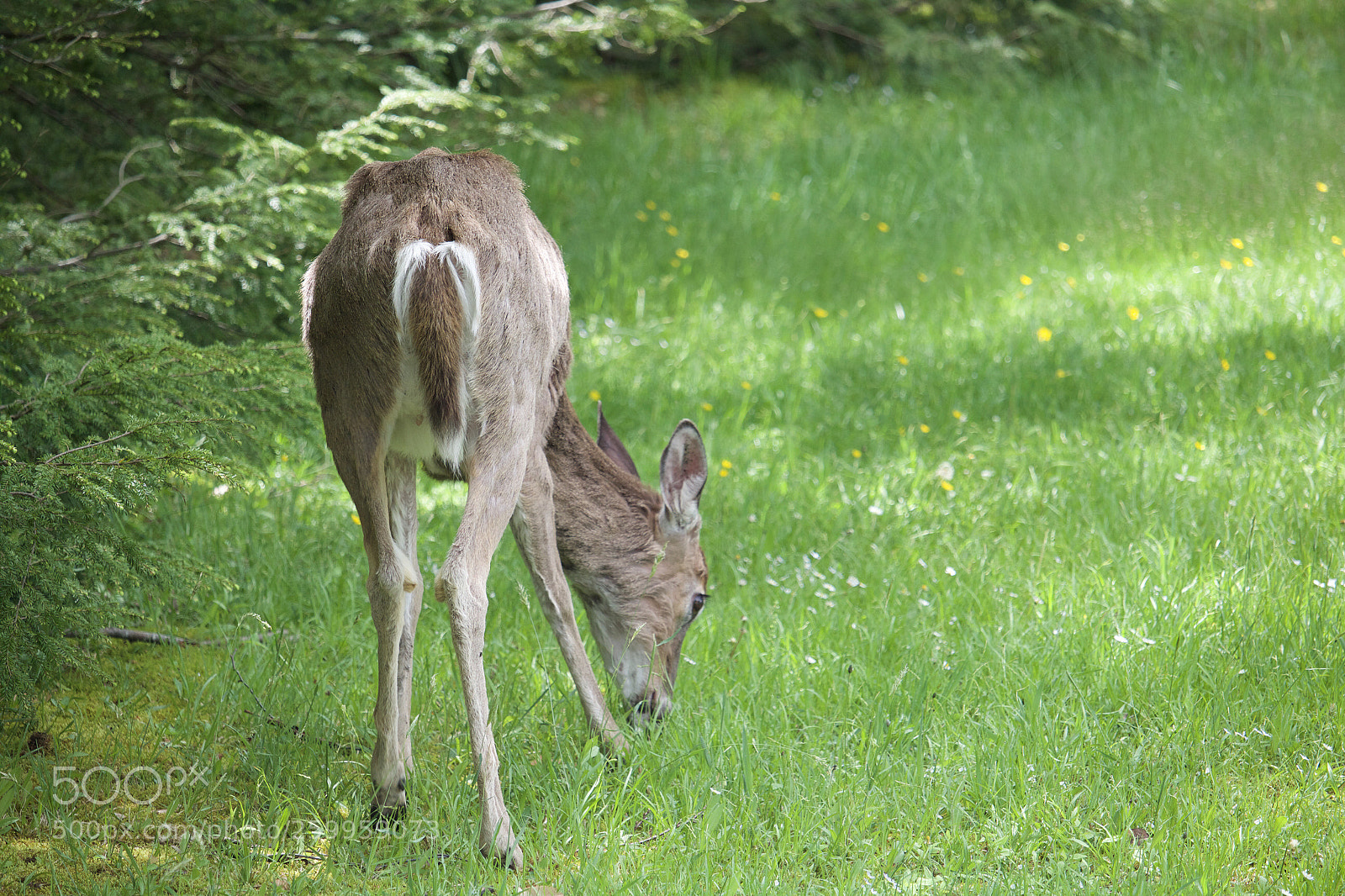Canon EOS 1300D (EOS Rebel T6 / EOS Kiss X80) sample photo. Deer  photography