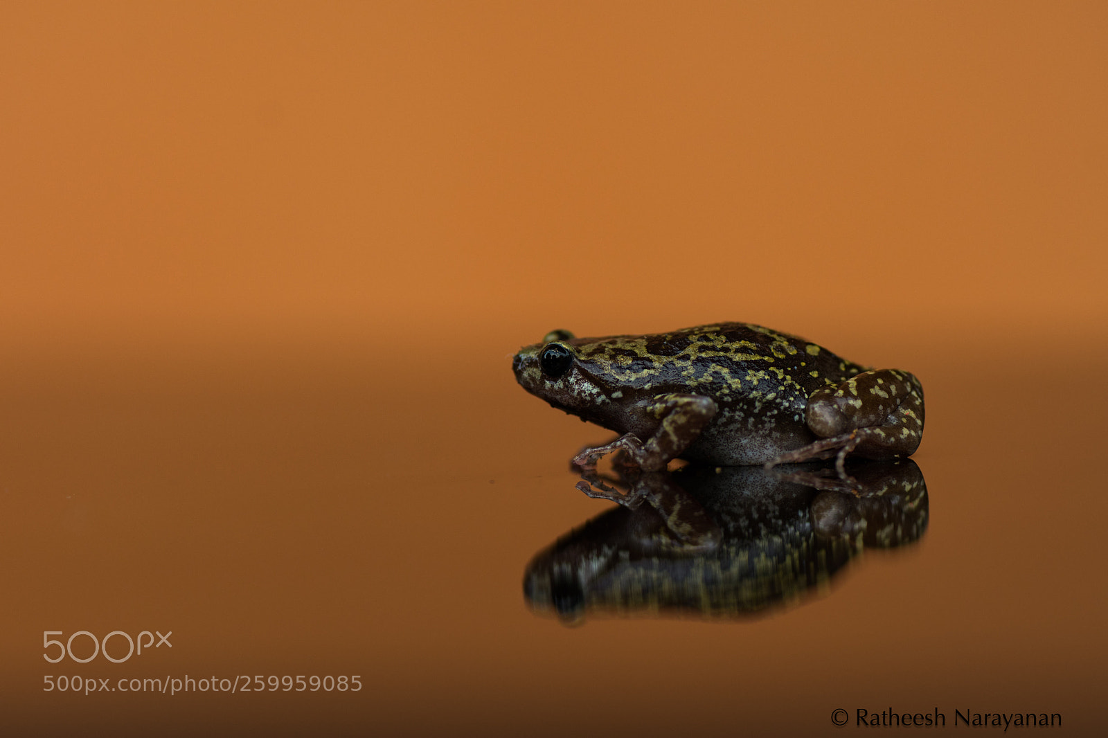 Nikon D500 sample photo. Variegated balloon frog photography