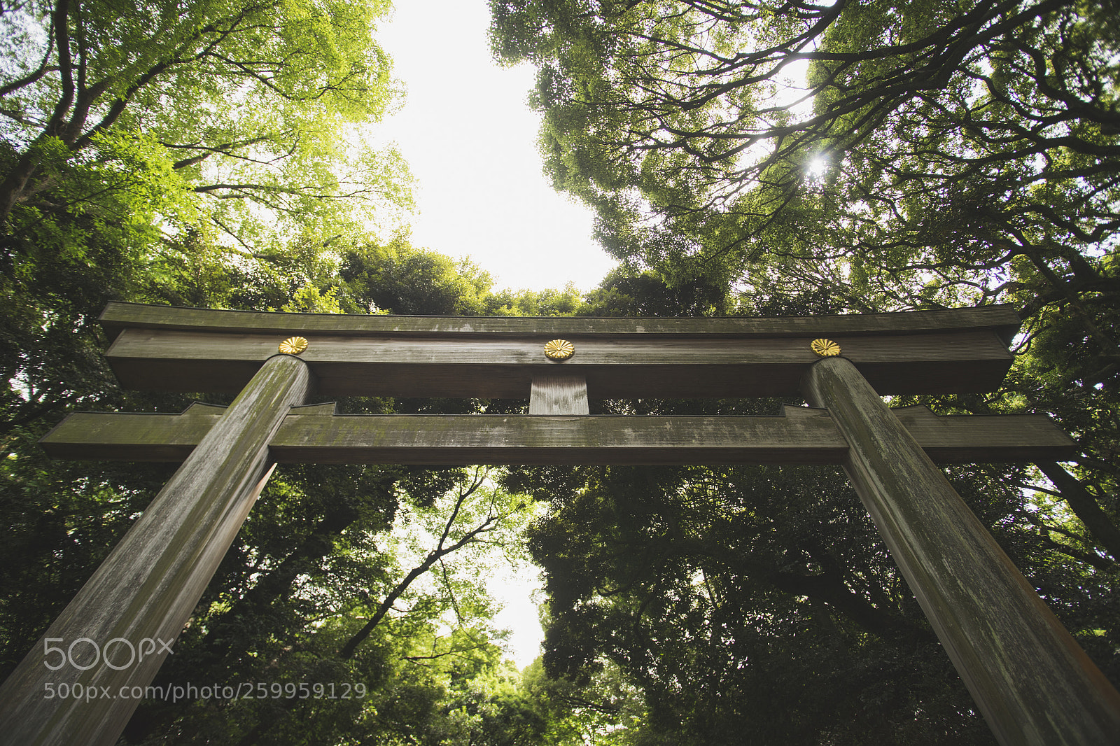 Sony a7 II sample photo. Meiji shrine gate photography