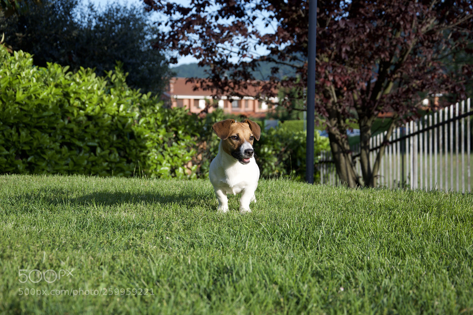 Nikon D3300 sample photo. Protection ? photography