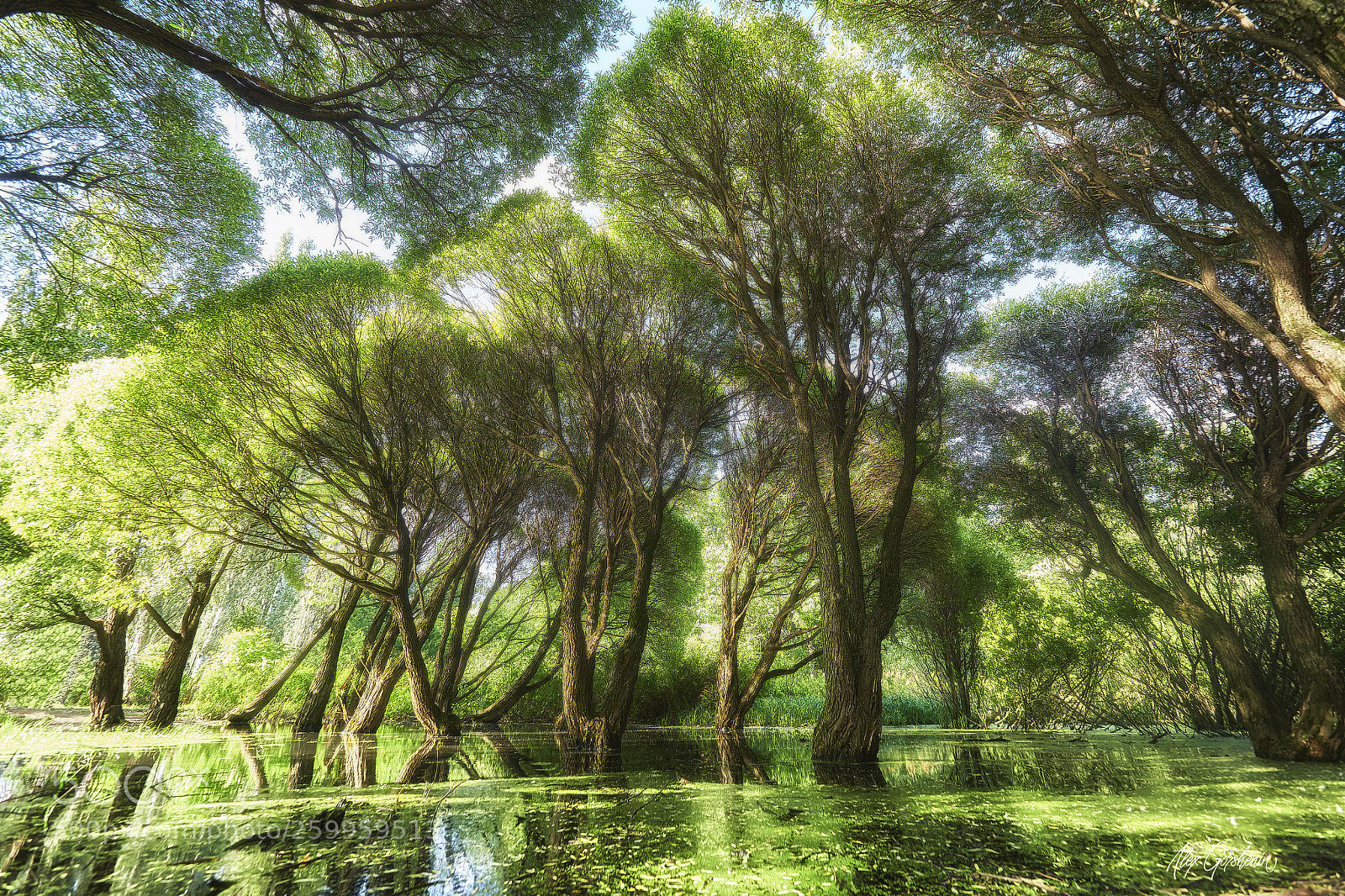 Olympus OM-D E-M1 Mark II sample photo. Magical forest photography