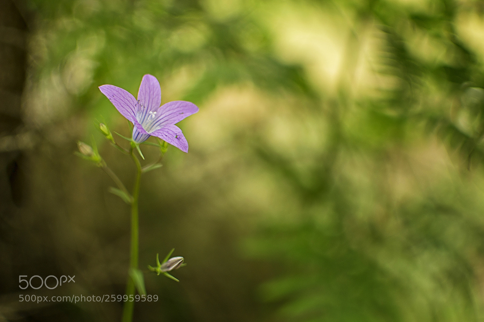 Nikon D3100 sample photo. . photography