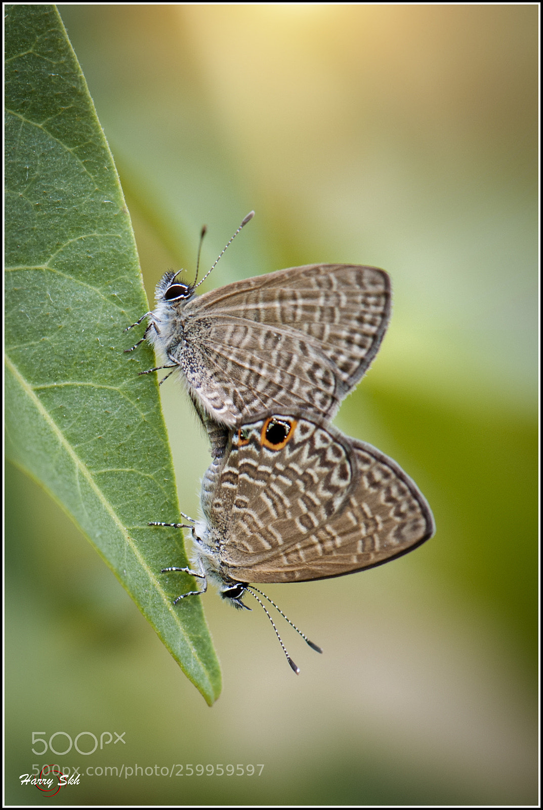 Nikon D700 sample photo. Mating photography