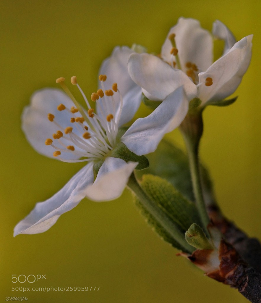 Canon EOS 5D Mark IV sample photo. Plum flower photography