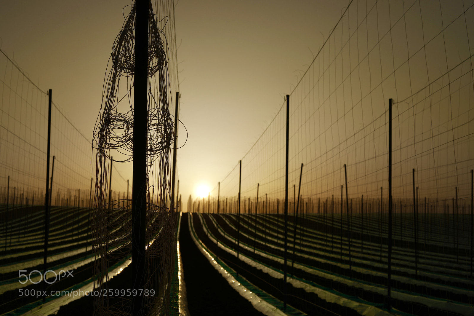 Canon EOS 5D Mark IV sample photo. Sunsetart photography