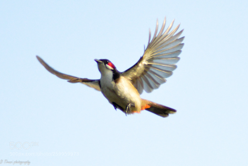Nikon D3200 sample photo. Glide photography