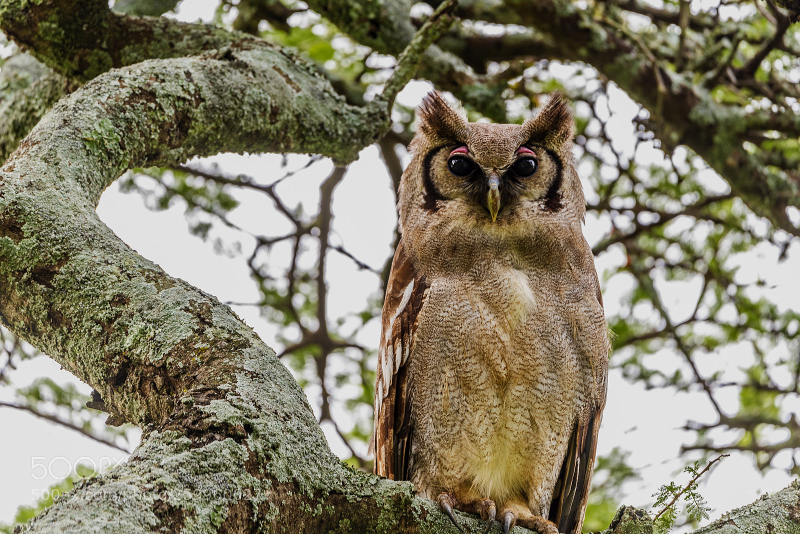 Nikon D810 sample photo. Verreaux's eagle owl photography