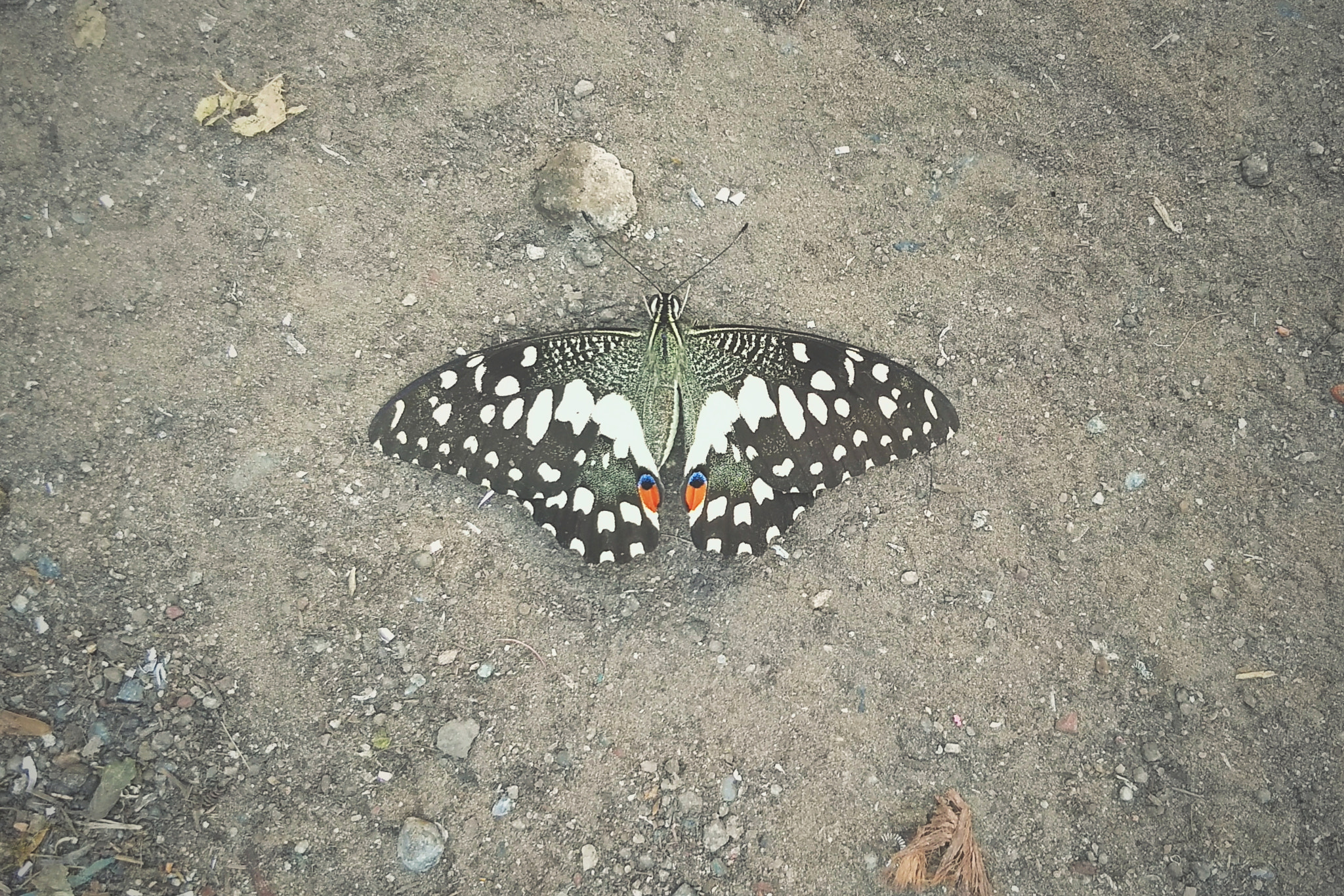 Motorola Moto G (5) Plus sample photo. Butterfly photography