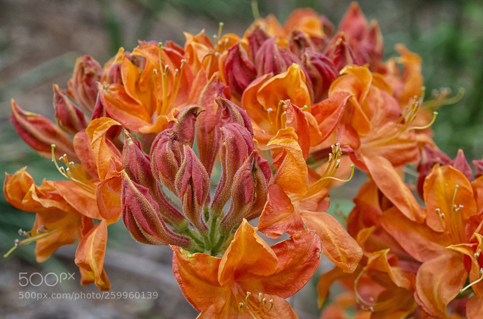 Nikon D7000 sample photo. Orange azaleas photography
