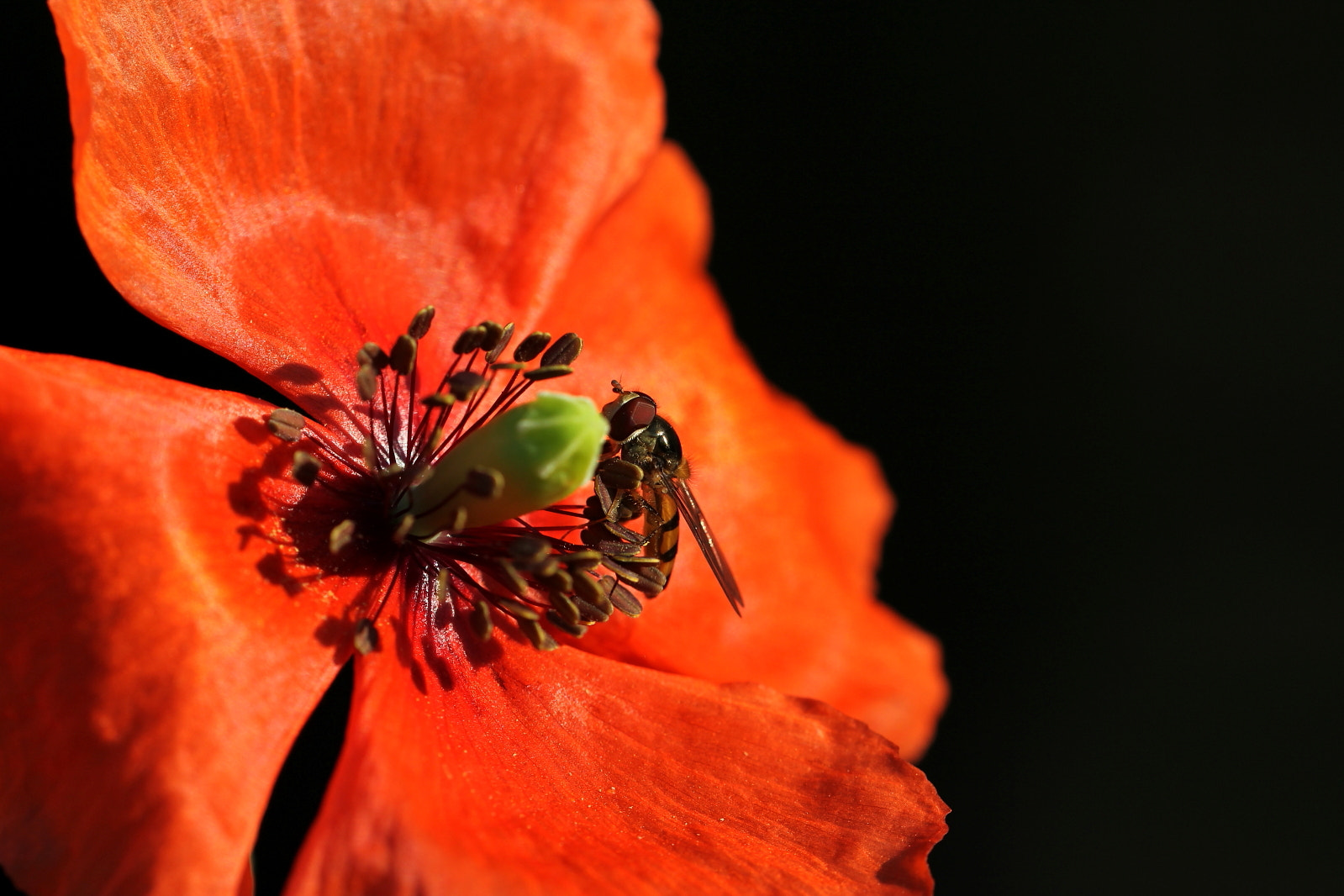Sigma 150mm f/2.8 EX DG OS HSM APO Macro sample photo. Uninvited... photography