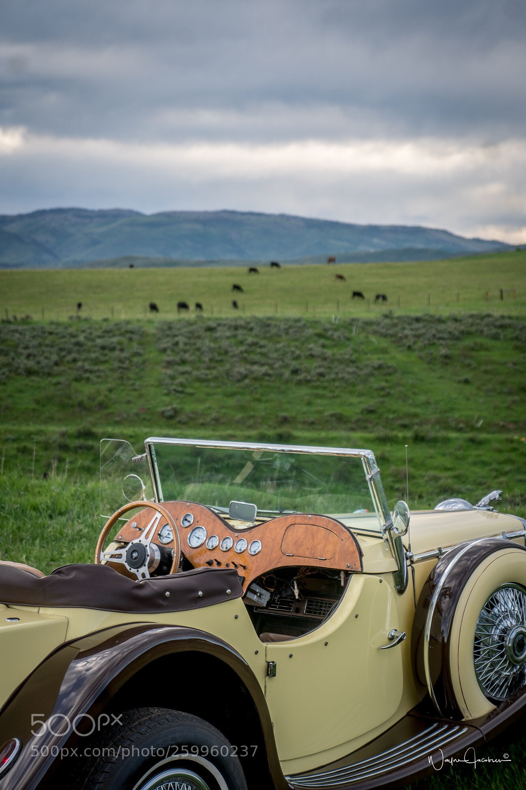 Sony a6500 sample photo. Daisy’s dash photography