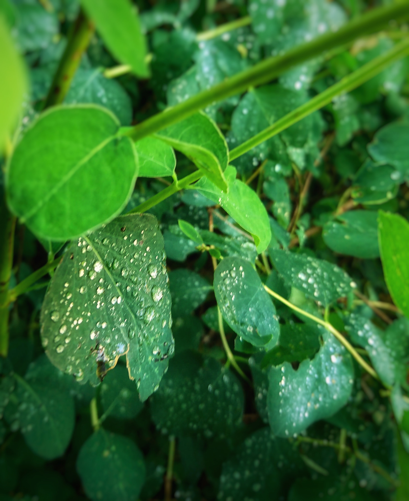 Sony Xperia XZ sample photo. Raindrops photography