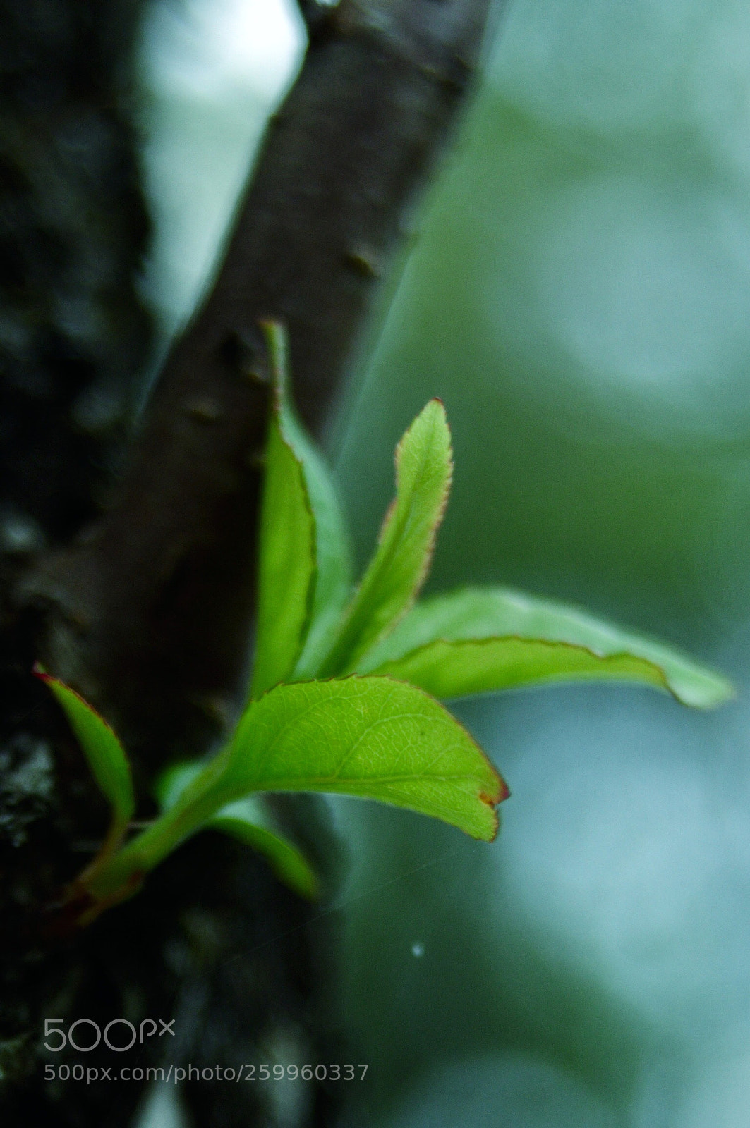 Nikon D90 sample photo. New life photography